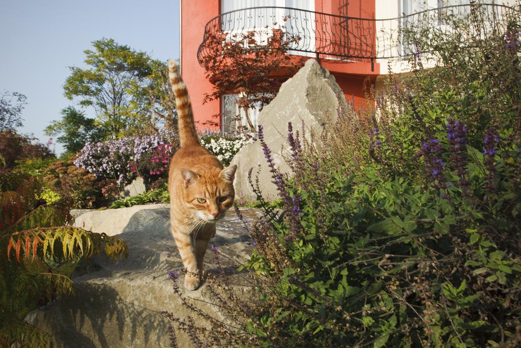 Szonyi Garden Hotel Pest Budapeşte Dış mekan fotoğraf